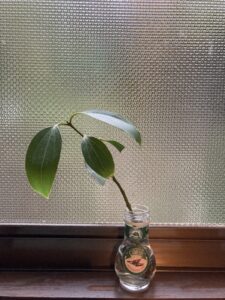 セイヨウシナモン